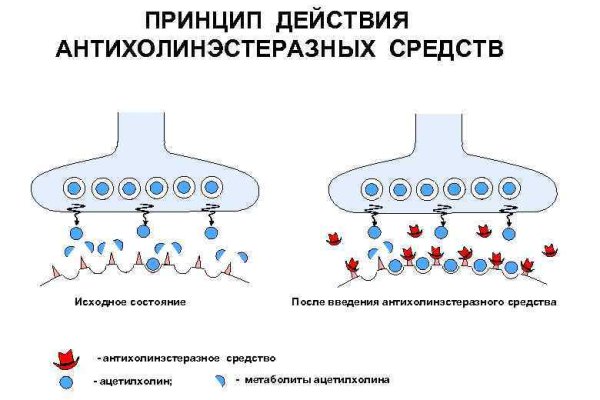 Mega ссылка мечтаево